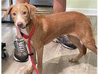 Sandy, Retriever (unknown Type) For Adoption In Helotes, Texas