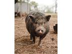 Benson, Pig (potbellied) For Adoption In Hooksett, New Hampshire