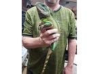 Jiaolong, Lizard For Adoption In Vista, California
