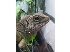 Zennyo Ryuo, Lizard For Adoption In Vista, California