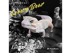 Lemon Bear, Gecko For Adoption In Vista, California