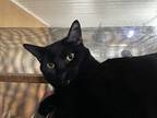 Piper, Domestic Shorthair For Adoption In Abrams, Wisconsin