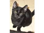 Travis, Domestic Shorthair For Adoption In Chattanooga, Tennessee