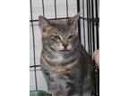 Mantis, American Shorthair For Adoption In Reeds Spring, Missouri