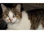 Cricket, Domestic Shorthair For Adoption In Chattanooga, Tennessee