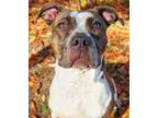 Adopt 23-548 Charlotte a Pit Bull Terrier