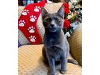 Juliet, Domestic Shorthair For Adoption In Chattanooga, Tennessee