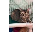Wicca, Domestic Shorthair For Adoption In Hartford City, Indiana