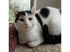 Caitlin, Domestic Shorthair For Adoption In Chattanooga, Tennessee