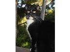 Willow, Domestic Shorthair For Adoption In Newport Beach, California