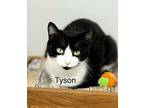 6036 (tyson), Domestic Shorthair For Adoption In Lake City, Michigan