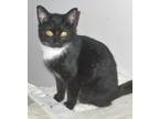 Tally, Domestic Shorthair For Adoption In Chattanooga, Tennessee