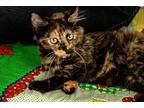 Furgie, Domestic Shorthair For Adoption In Weatherford, Texas