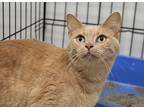 Mary, American Shorthair For Adoption In Reeds Spring, Missouri