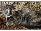 Ninah Is Affectionate!, Domestic Shorthair For Adoption In Newport Beach