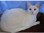 Holly Is Partially Blind, Siamese For Adoption In Newport Beach, California