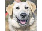 Adopt Ethel in TN - Loves to Smile & Play! a Great Pyrenees