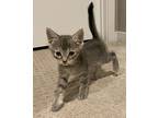 Boo Adopt Me With My Sister Spooki!, Domestic Shorthair For Adoption In Newport