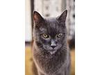 Paolo, Russian Blue For Adoption In Newport Beach, California