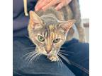 Pearl, Domestic Shorthair For Adoption In Port Washington, New York