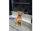 Adopt BLINI a Shar-Pei