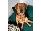 Adopt BLACKBERRY a Beagle