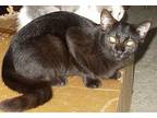 Ramona, Domestic Shorthair For Adoption In Chattanooga, Tennessee