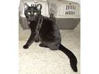 Gomez, Domestic Shorthair For Adoption In Chattanooga, Tennessee