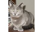Sonia, Domestic Shorthair For Adoption In Chattanooga, Tennessee