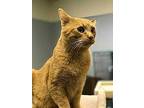 Vincent, Domestic Shorthair For Adoption In Chattanooga, Tennessee