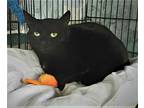 Gilly, Domestic Shorthair For Adoption In Hartford City, Indiana
