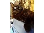 Bella Easy Going & Calm, Norwegian Forest Cat For Adoption In Newport Beach