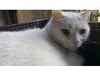 Courage - White Applehead Siamese-look, Siamese For Adoption In Newport Beach