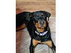 Adopt Ria a Rottweiler