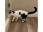 Bandit A Cow Kitty, American Shorthair For Adoption In Newport Beach, California
