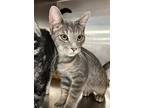 Powell, Domestic Shorthair For Adoption In Hartford City, Indiana