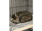 Laverne, Domestic Shorthair For Adoption In Hartford City, Indiana