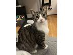 Lewes (fcid# 07/31/23-95 Christiana Ps) C, Sn Food, Domestic Shorthair For