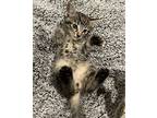Wednesday - Adopt Me With My Best Buddy!, Domestic Shorthair For Adoption In