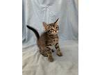 Bartholomew - Adopt With My Best Friend Playmate, Domestic Shorthair For