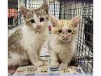 Fosters Needed For M/f Kittens & Adult Cats, Domestic Shorthair For Adoption In