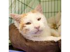 Jack (fcid# 12/01/2022 - 30) C, Domestic Shorthair For Adoption In Greenville