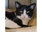 Mercury, Domestic Shorthair For Adoption In Port Washington, New York