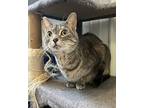 Echo, Domestic Shorthair For Adoption In Hartford City, Indiana