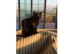Wolf - Bombay-look - Sits On Laps, Domestic Shorthair For Adoption In Newport