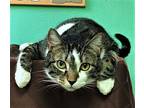 Liam, Domestic Shorthair For Adoption In Chattanooga, Tennessee