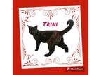 Adopt Trini a Tortoiseshell