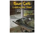 We Have Male And Female Barn Cats!, Domestic Shorthair For Adoption In