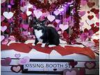 Tuxie (fcid# 07/13/2023 - 105 Trainer) C, Domestic Shorthair For Adoption In
