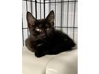 Thurston, Domestic Shorthair For Adoption In Hartford City, Indiana